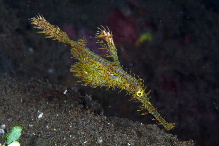 Solenostomus fishesofaustralianetauimagesimageSolenostomPa