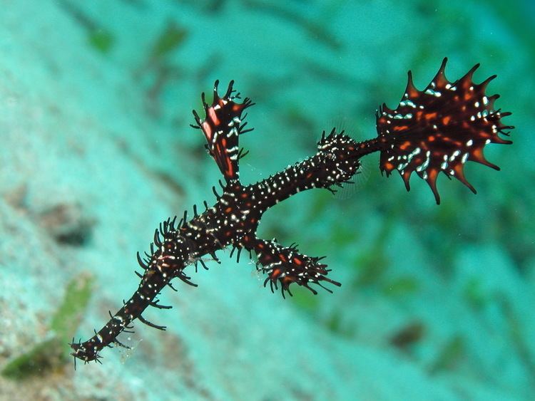 Solenostomus Ghostpipefish Sea Moths Starfish Photos Geisterpfeifenfisch und