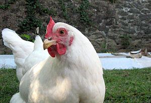 Solid white (chicken plumage) httpsuploadwikimediaorgwikipediacommonsthu