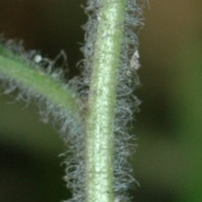 Solidago albopilosa Solidago albopilosa Astereae Lab