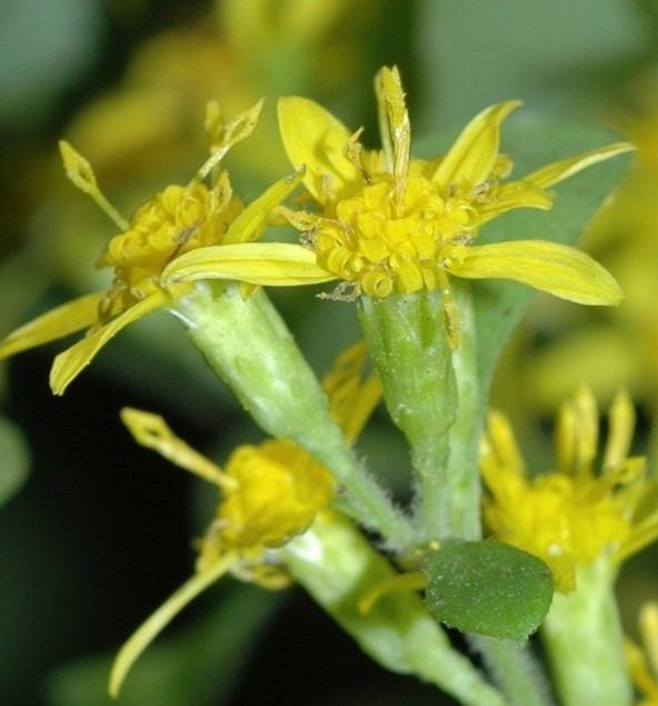 Solidago albopilosa Solidago albopilosa Astereae Lab