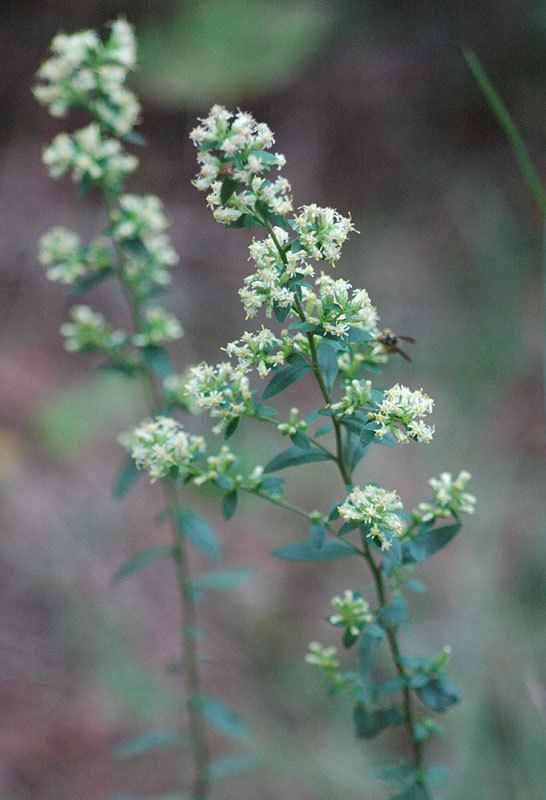 Solidago bicolor bicolor