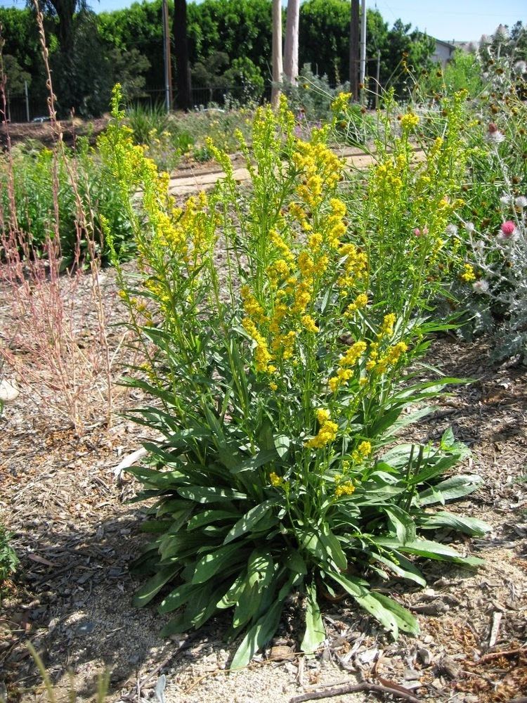 Solidago californica Mother Nature39s Backyard A Waterwise Garden Plant of the Month