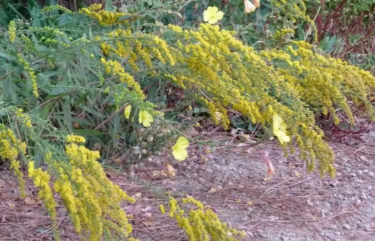 Solidago californica Solidago californica California Goldenrod