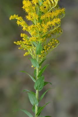 Solidago fistulosa - Alchetron, The Free Social Encyclopedia