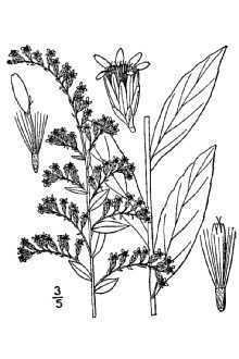 Solidago latissimifolia httpsplantsusdagovgallerystandardsoel2001