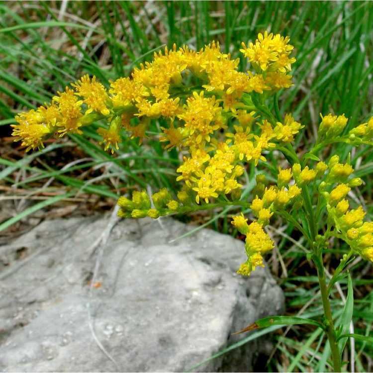 Solidago missouriensis SEINet Arizona Chapter Solidago missouriensis