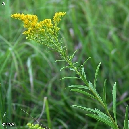 Solidago missouriensis Nature Search PRAIRIE GOLDENROD Solidago missouriensis SUNFLOWER