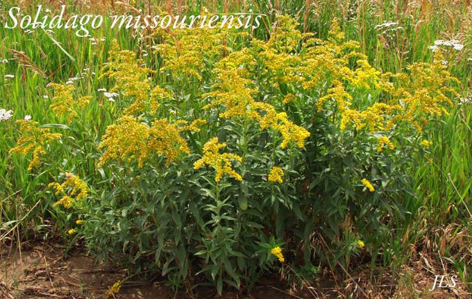 Solidago missouriensis Solidagomissouriensis