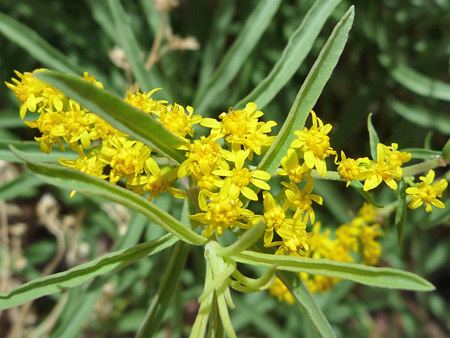 Solidago missouriensis wwwamericansouthwestnetplantsphotographs450so