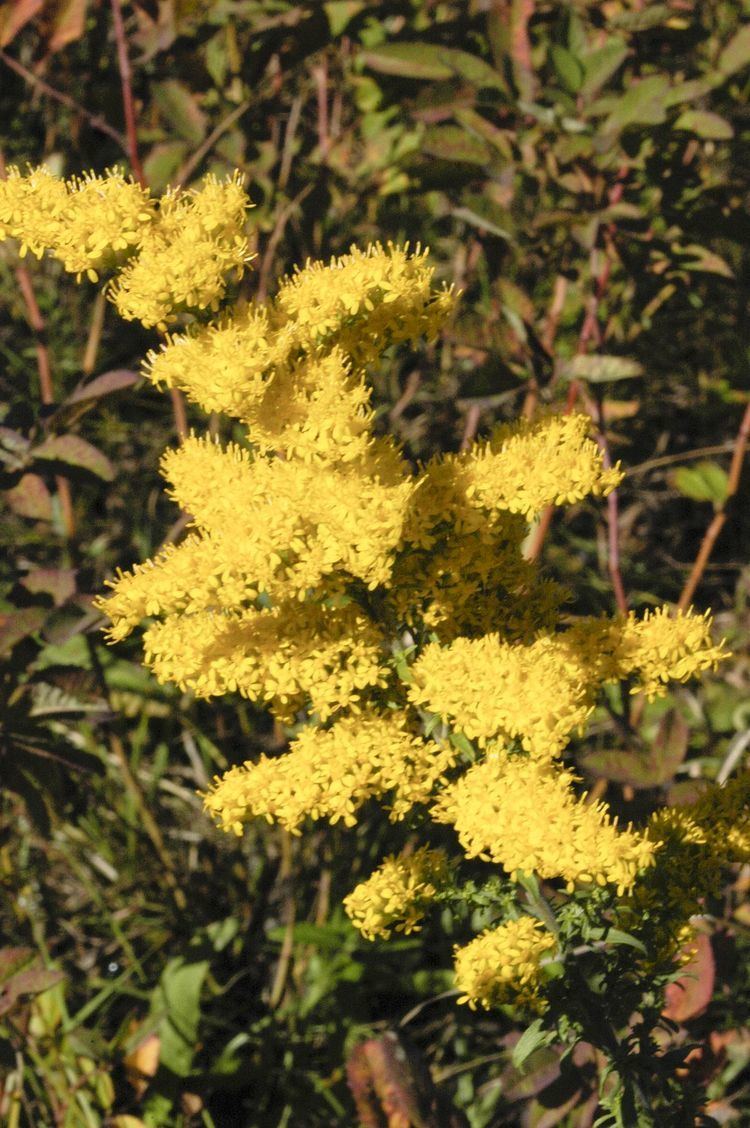 Solidago nemoralis Solidago nemoralis Wikipedia