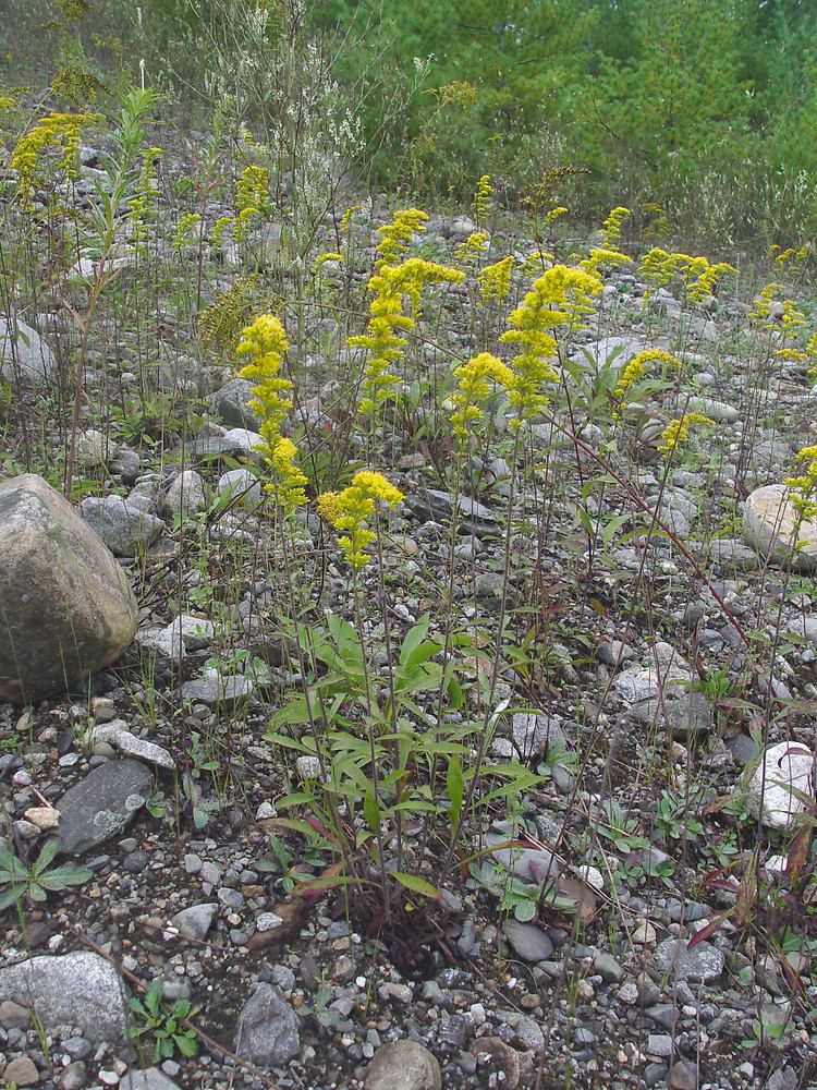 Solidago nemoralis Solidago nemoralis gray goldenrod Go Botany