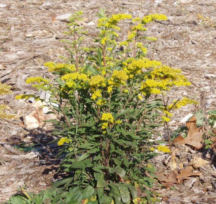 Solidago nemoralis Solidago nemoralis Gray Goldenrod OldField Goldenrod