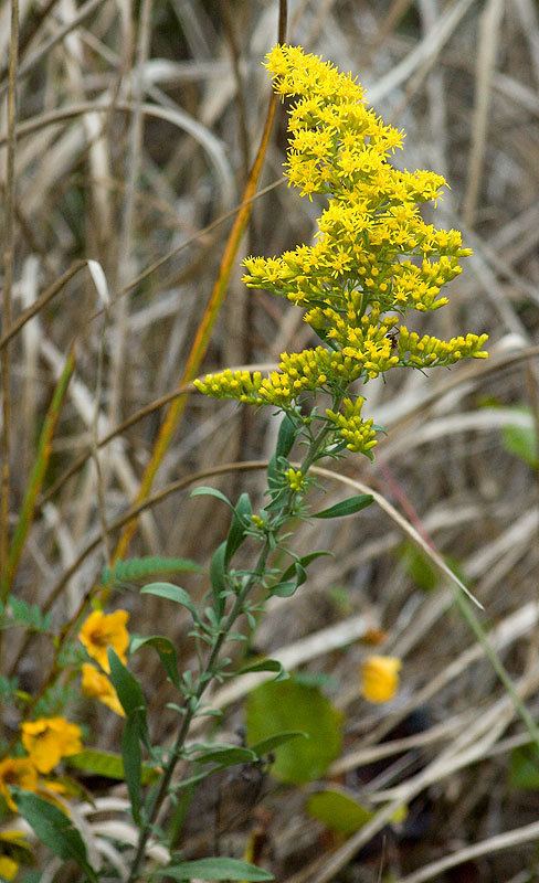 Solidago nemoralis Solidago nemoralis Grey Goldenrod Discover Life