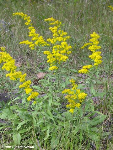 Solidago nemoralis Solidago nemoralis