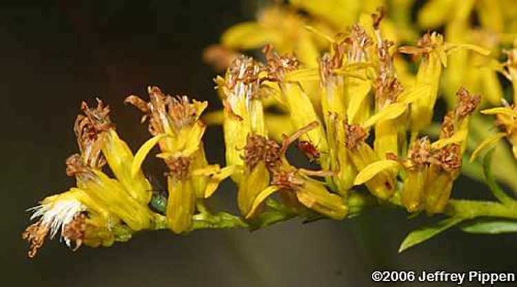 Solidago odora Solidago odora licorice goldenrod Go Botany