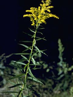 Solidago odora wwwwildflowerorgimagearchive320x240PCD4240P