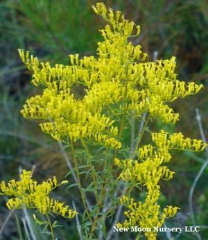 Solidago odora Solidago odora Sweet goldenrod from New Moon Nurseries