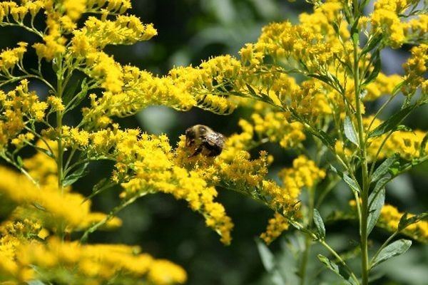 Solidago odora Solidago odora Sweet goldenrod Solidago Goldenrod Perennials