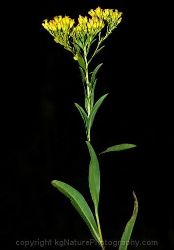 Solidago ohioensis kgnaturephotographycomphotoswetlandplantswetl