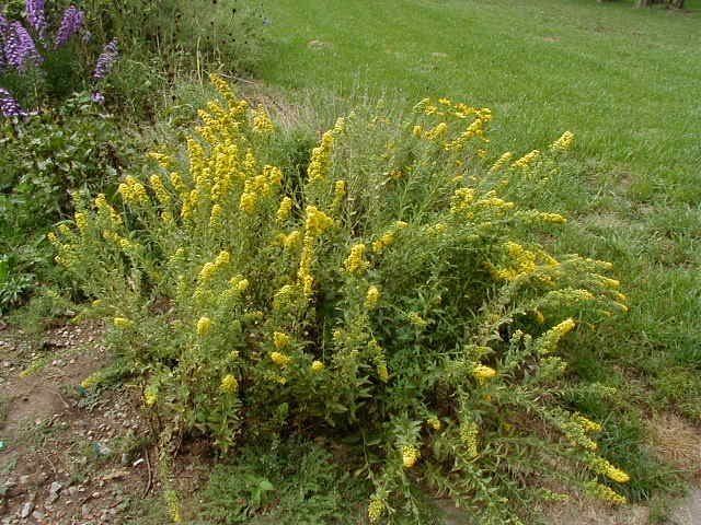 Solidago petiolaris Downy Goldenrod Solidago petiolaris Guide to Kansas Plants