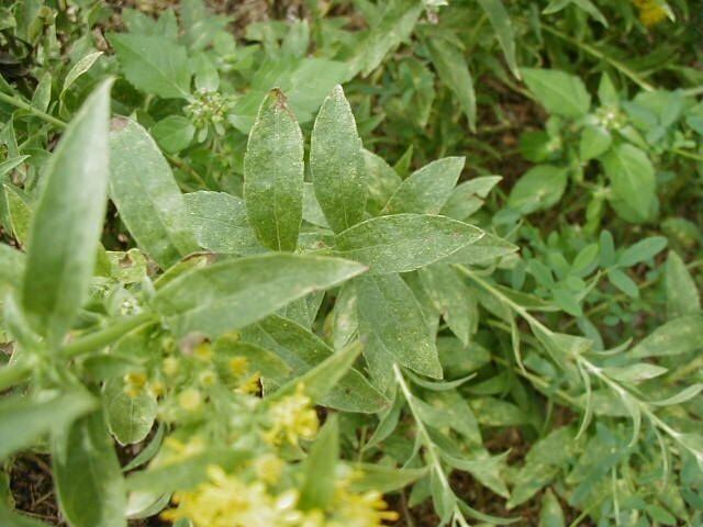 Solidago petiolaris Downy Goldenrod Solidago petiolaris Guide to Kansas Plants