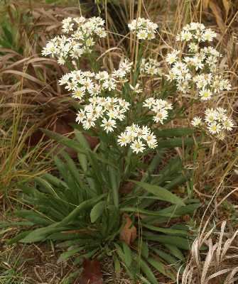 Solidago ptarmicoides Online Virtual Flora of Wisconsin Solidago ptarmicoides