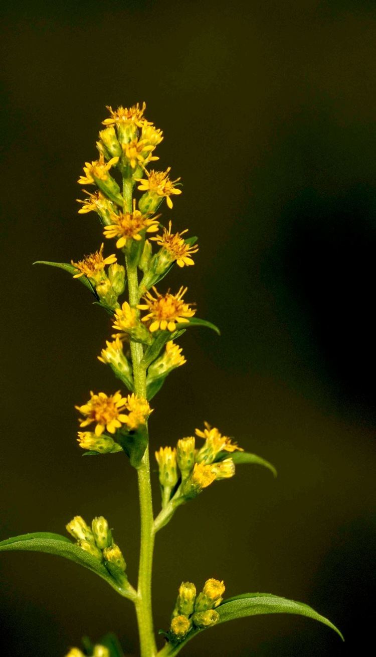 Solidago roanensis Kentucky Native Plant and Wildlife Plant of the Week Roan Mountain