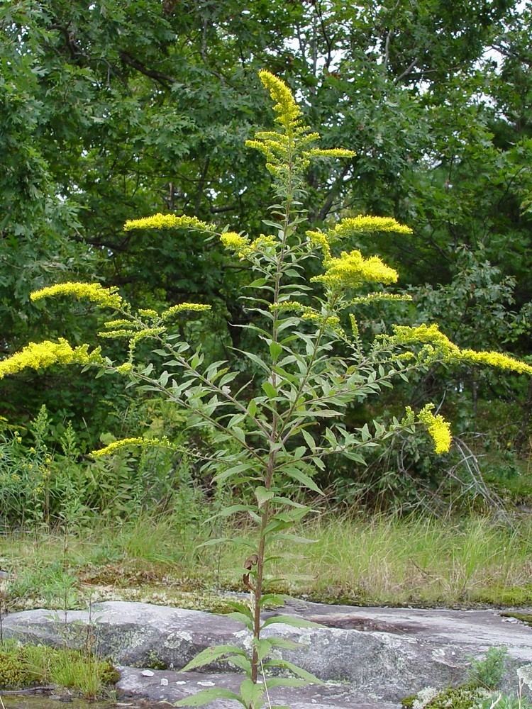 Solidago rugosa Solidago rugosa common wrinkleleaved goldenrod Go Botany