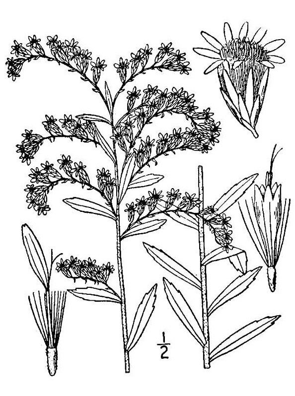 Solidago tortifolia