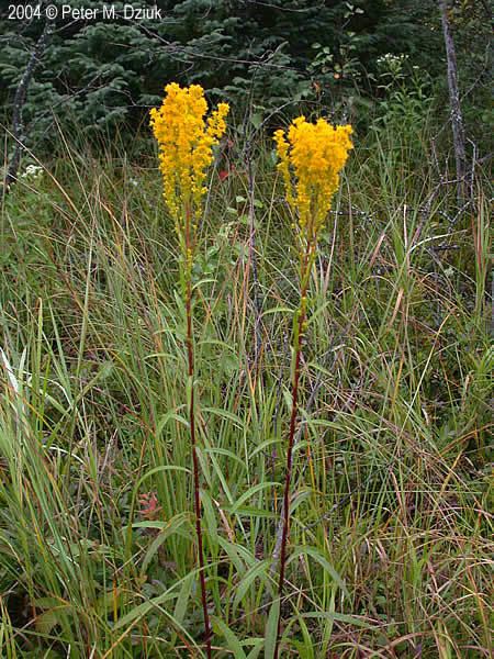 Solidago uliginosa Solidago uliginosa Bog Goldenrod Minnesota Wildflowers