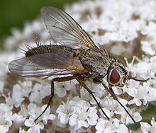 Solieria (fly) httpsuploadwikimediaorgwikipediacommonsthu