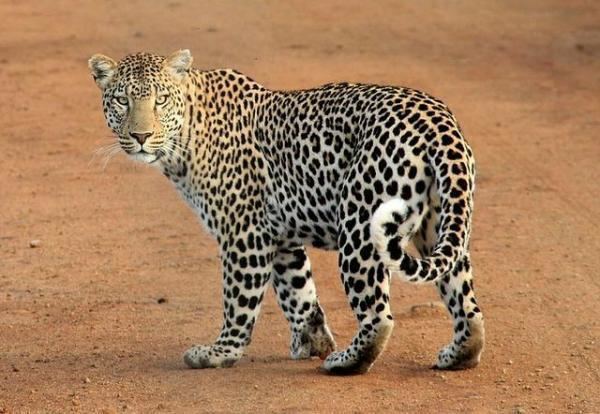 Solitary animal The 10 Most Solitary Animals in the World AnimalWised