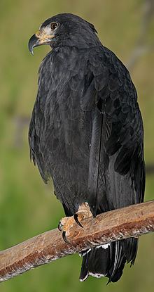 Solitary eagle httpsuploadwikimediaorgwikipediacommonsthu
