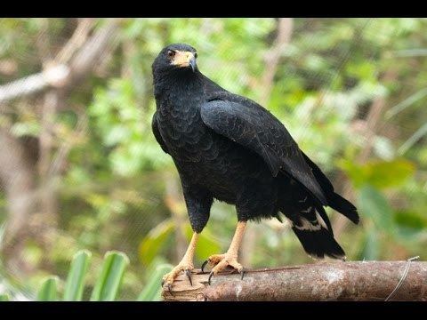 Solitary eagle Solitary Eagle Harpyhaliaetus solitarius YouTube