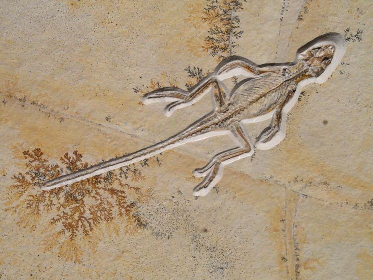 Solnhofen limestone FileHomeosaurus maximiliani lizard Jurassic Solnhofen Limestone