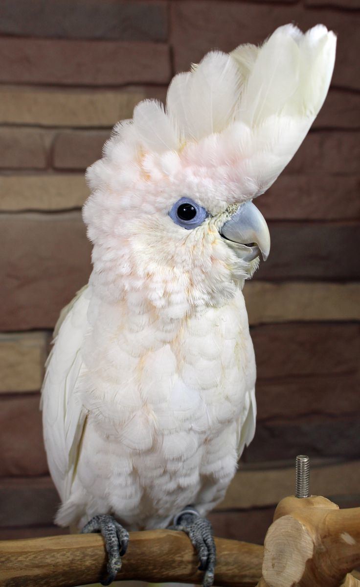 solomon cockatoo