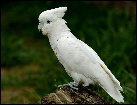Solomons cockatoo 
