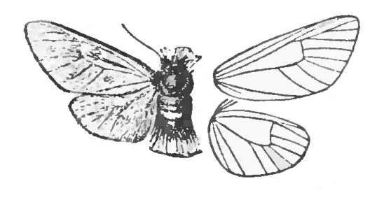 Somabrachyidae