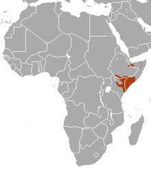 Somali bushbaby httpsuploadwikimediaorgwikipediacommonsthu