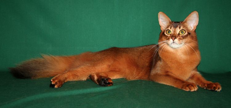 Somali cat Somali Cat Purrfect Cat Breeds