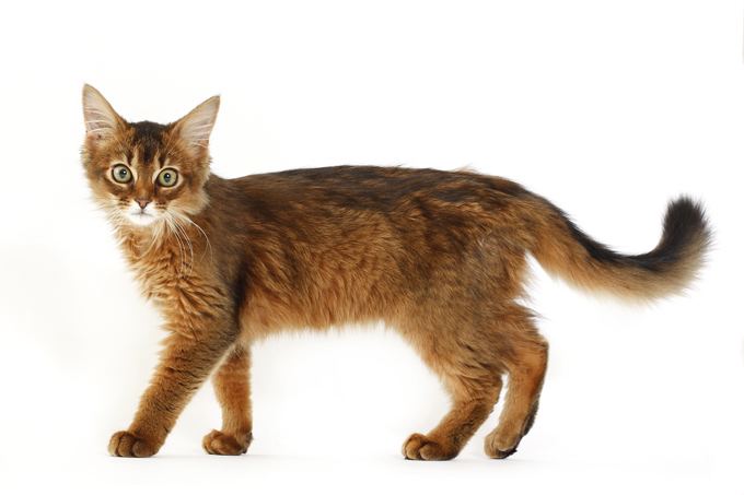 Somali cat Somali Cat Breed Information Pictures Characteristics amp Facts