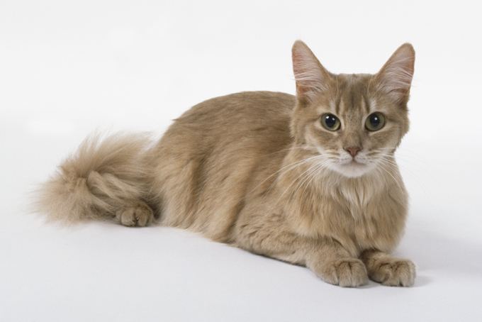 Somali cat Somali Cat Breed Information Pictures Characteristics amp Facts