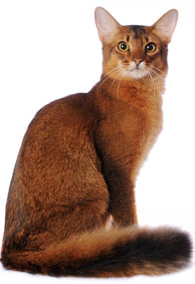 Somali cat The Somali Cat Cat Breeds Encyclopedia