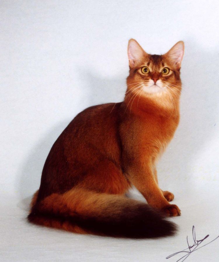 Somali cat 17 Best images about Beautiful Somali Cat Photography on Pinterest