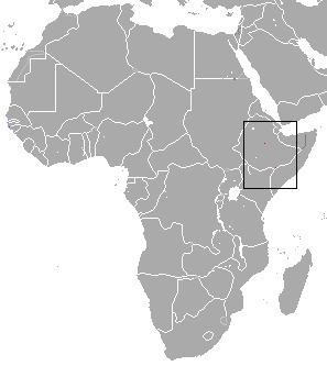 Somali dwarf shrew