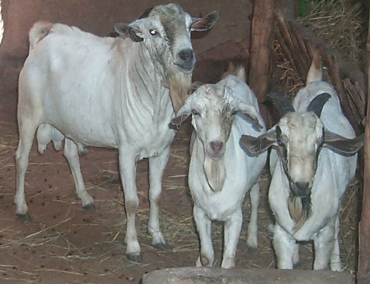 Somali goat All Paedia Somali Goat