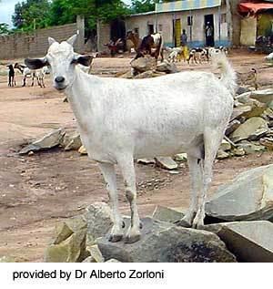 Somali goat Breeds of Livestock Somali Goats Breeds of Livestock Department