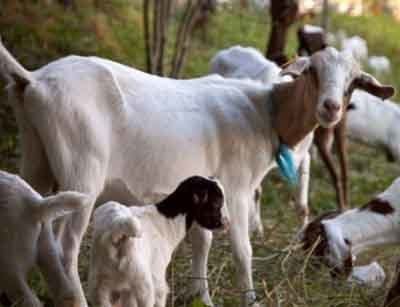 Somali goat Somali Goat Modern Farming Methods