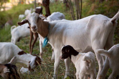 Somali goat bibgeimganimal26150633somaligoat112426jpg